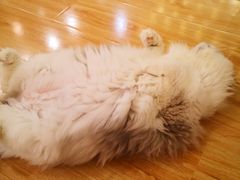 -momokira米努特·德文卷毛猫·棉花面纱犬