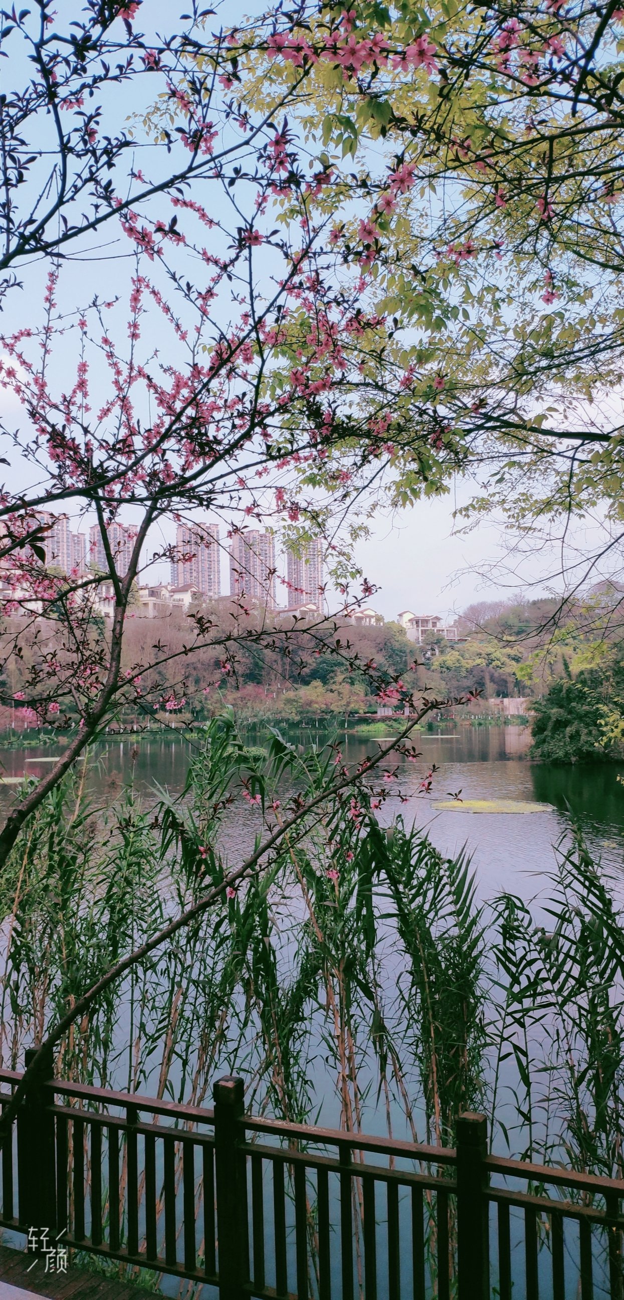 桃花的介绍风景图片图片