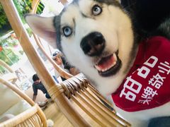 -Husky Go! 哈士奇体验馆·宠物咖啡厅狗咖