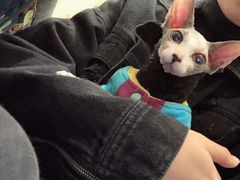 -猫色咖啡·猫咖