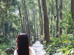 -合肥滨湖国家森林公园