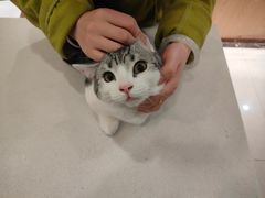 -半岛宠物医院24小时·内窥镜·牙科·碎石中心(府城大道店)