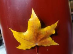 -油旋张(大观园店)