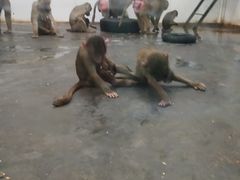 -西安秦岭野生动物园