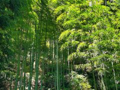 -仙霞关景区