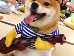-逗柴咖啡屋·狗咖猫咖宠物桌游