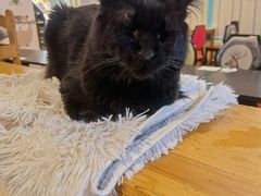 -猫小院猫主题咖啡厅(北锣店)