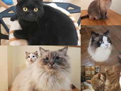 -滚猫咖啡·猫咖·猫友好撸猫(未来城店)