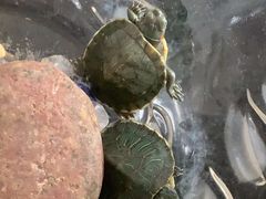 -快乐街区(成都龙湖北城天街店)