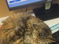 -瑞派康怡24h宠物医院·犬猫医疗中心·微创绝育(瑞景分院)