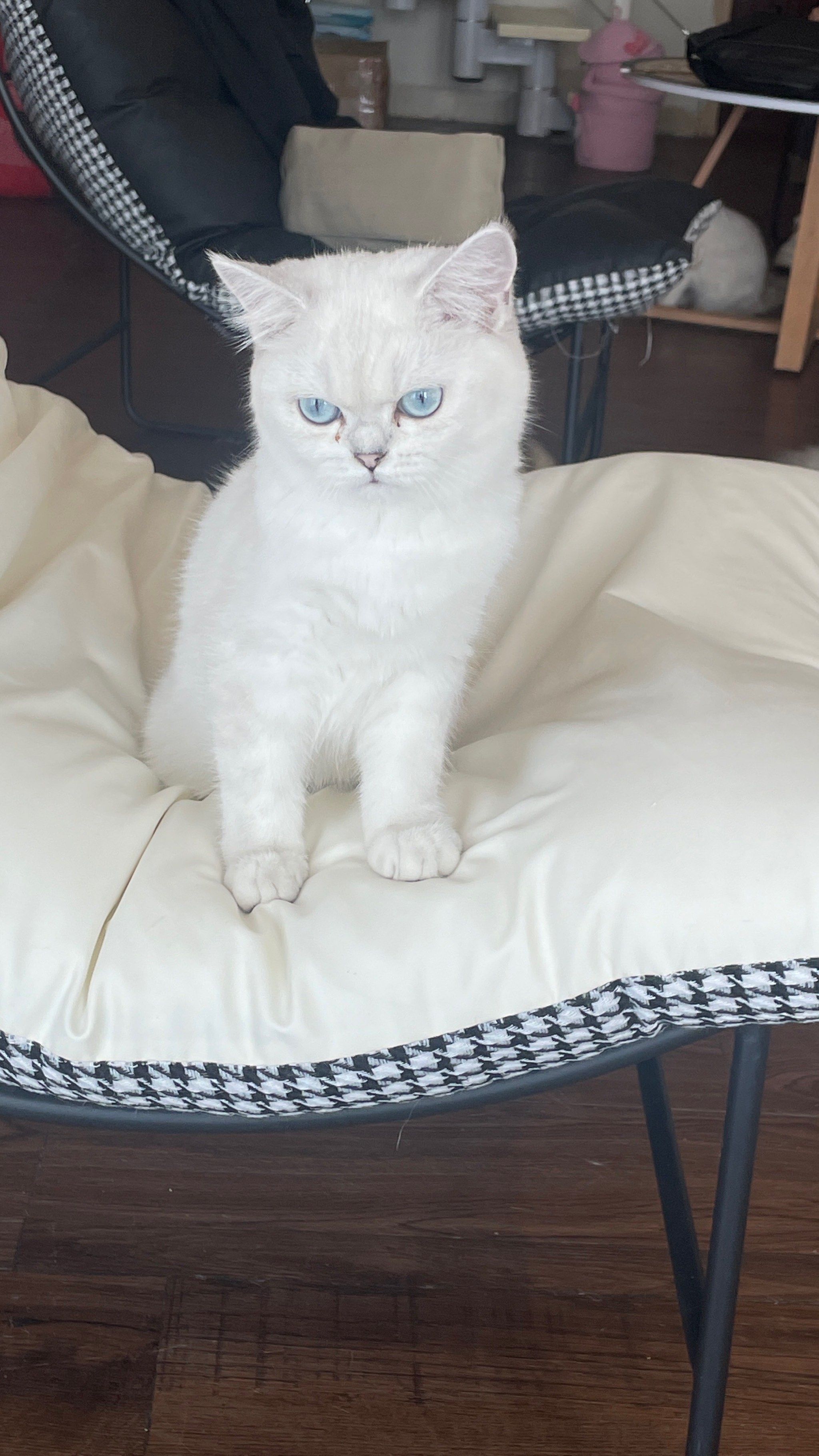 n#萌宠出道计划 
#谁能拒绝傻憨憨的小猫咪 
#又是被小猫可爱到