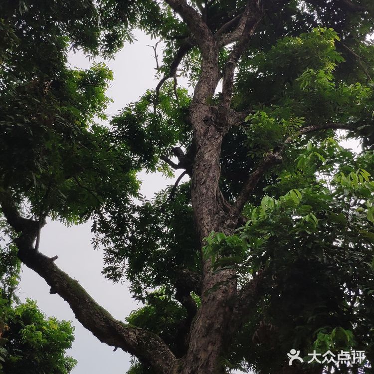 柳州市环江大道雷村屯图片