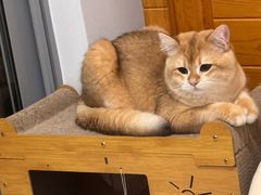 -艾贝尔宠物医院·24H转诊中心·肿瘤猫专科(江宁双龙店)