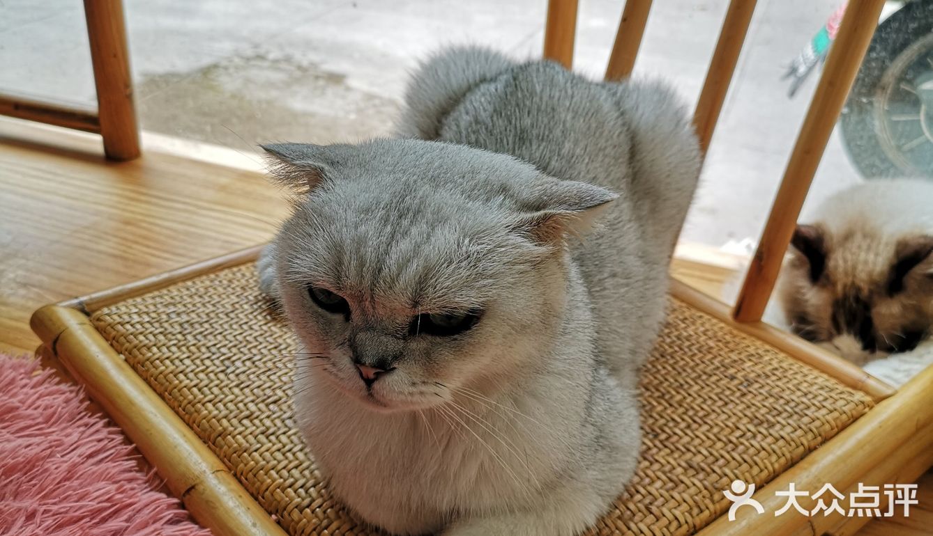 这家可以，猫咪的品种还挺多的