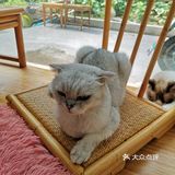 这家可以，猫咪的品种还挺多的