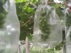 -马陆小张葡萄园农家乐