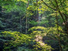 -牛背梁国家森林公园