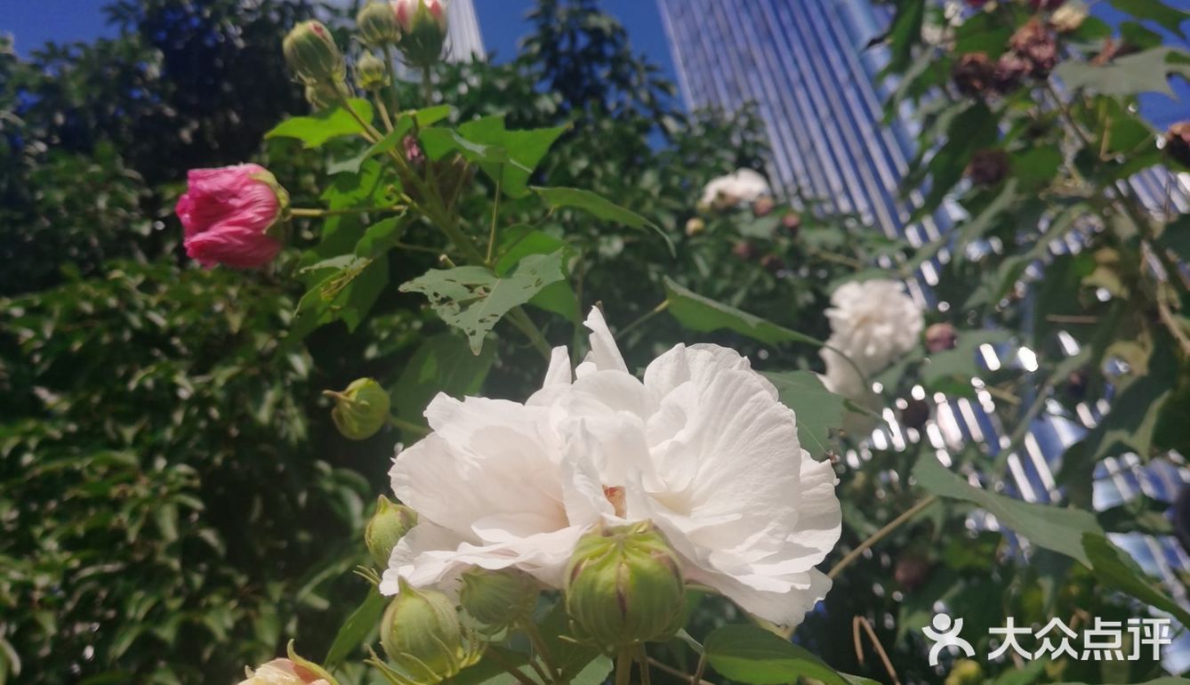 神奇的木芙蓉也叫三色花