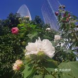 神奇的木芙蓉也叫三色花