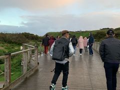 -企鹅岛