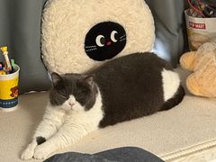 -MOLLY'S萌宠生活馆