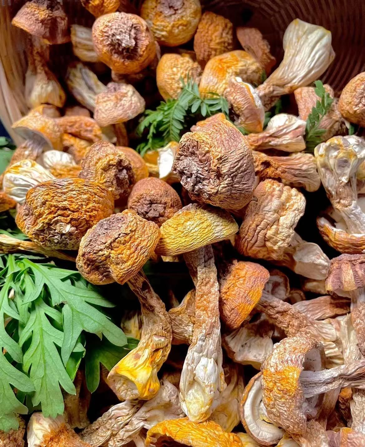 The Efficacy and Common Recipes of Agaricus blazei Murill