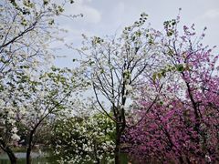 -中国科学院华南植物园