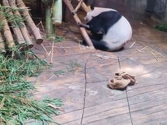 -深圳野生动物园