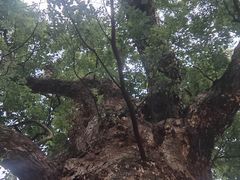 -杨家堂村