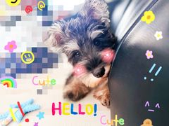 -翊宠yipet猫狗购宠庄园犬舍•猫舍