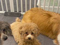 -有喵·猫咖·狗咖·40+猫狗有小奶狗(岗厦店)