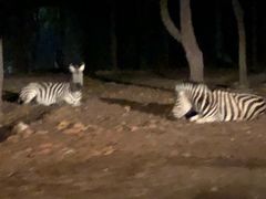 -清迈夜间动物园