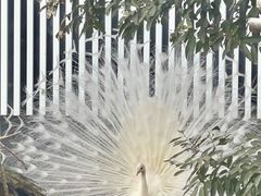 -成都动物园