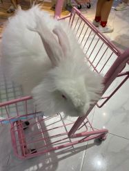 -Moni星球萌宠·小马宝莉·灵蛇·高端高阶全萌宠互动体验俱乐部(红豆国际广场店)