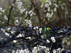 -广州市流溪河国家森林公园