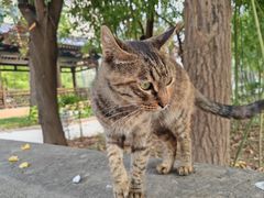 -西安大兴善寺