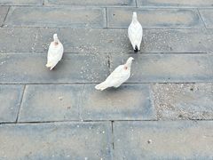 -天津妈祖文化园