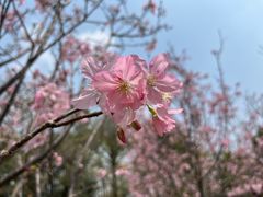 -王借岗森林公园