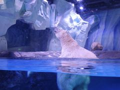 -上海海昌海洋公园-冰山北极馆