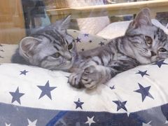 -藏猫猫咖啡主题馆(中央大道店)