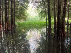 -溱湖国家湿地公园