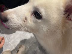 -Husky Go! 哈士奇体验馆·宠物咖啡厅狗咖