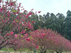 -南国桃园旅游度假区