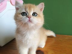 -东方名猫馆·英短金渐层布偶猫舍(环线广场1号楼店)