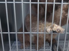 -萌兽医馆·绝育·24小时内科·宠物医院(德胜店)