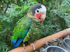 -南宫五洲植物乐园