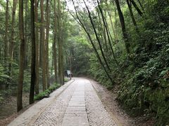 -龙井村