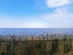 -上海滨江森林公园