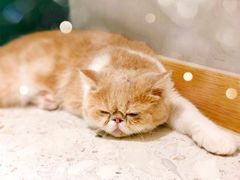 -飞行喵MR PILOT|猫舍·猫咖(静安大融城店)