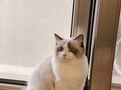 -猫大福·Fortune Cat猫舍(百子湾店)